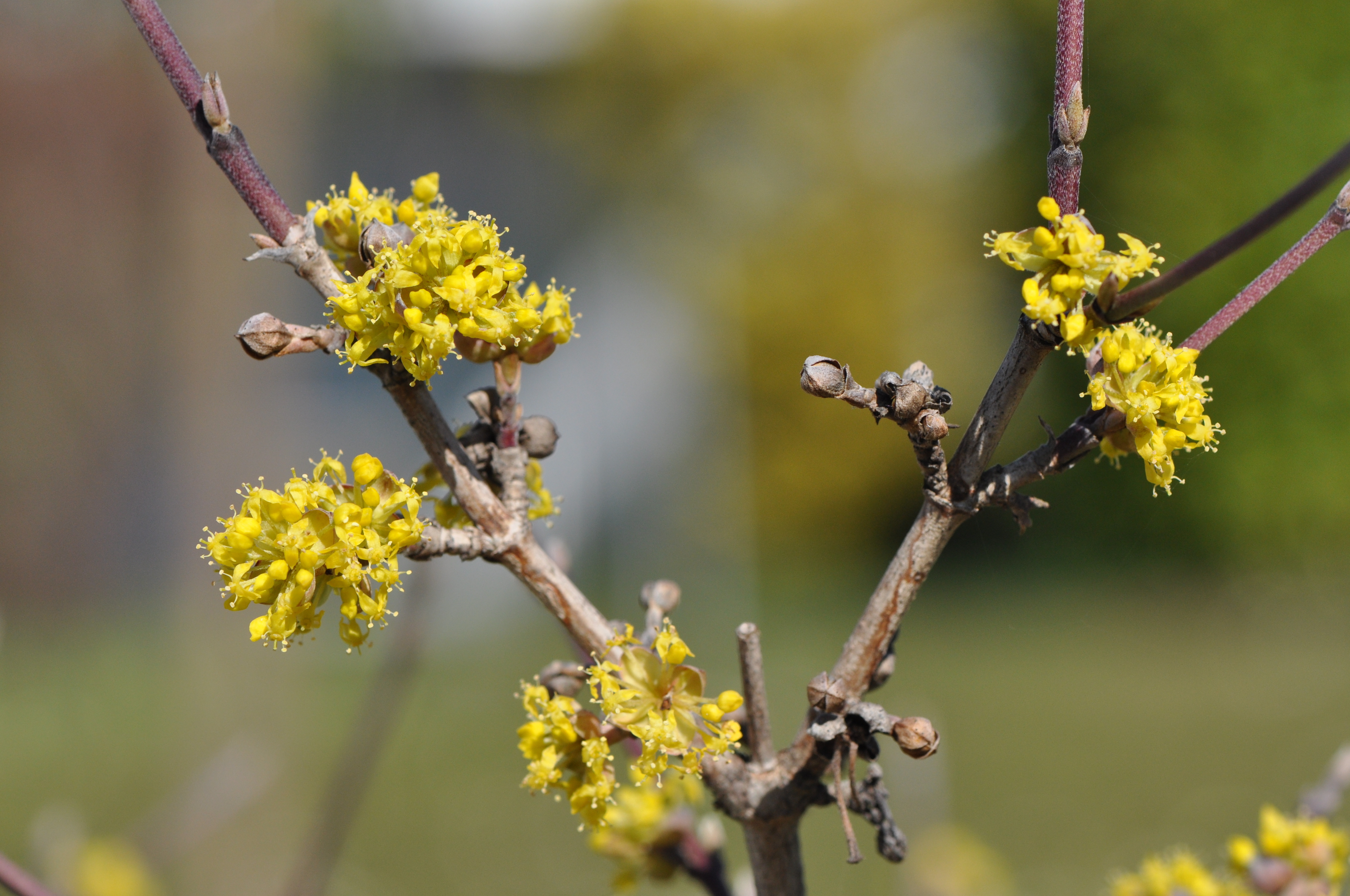 Cornus mas L.
